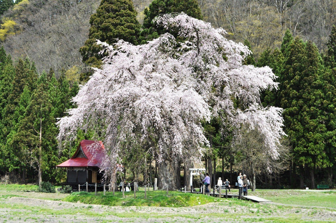 🌸 오시라사마의 수양벚나무(아카쓰카하쿠산진자) 이미지 1